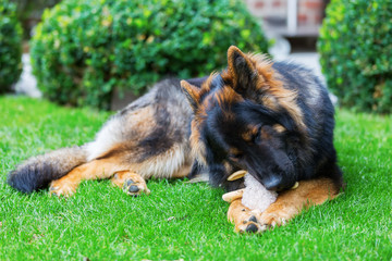 Old German Shepherd plays with a soft toy