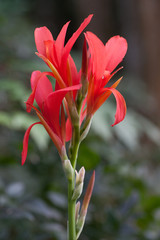 Obraz premium White Ibis