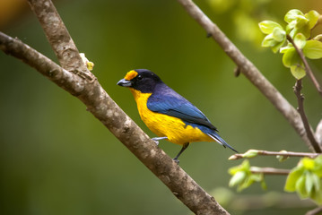 Obraz premium Gaturamo-verdadeiro (Euphonia violacea) | Violaceous Euphonia fotografado em Conceição da Barra, Espírito Santo - Sudeste do Brasil. Bioma Mata Atlântica.