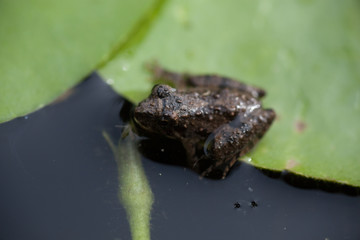 Frog on Lily Pad