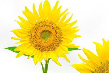 Obraz premium Sunflower isolated on white background with clipping path by Macro lens .