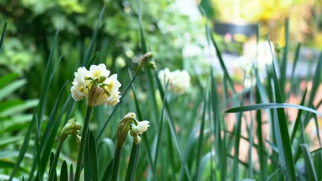Erlicheer jonquil daffodils in natural garden setting, handheld.