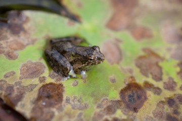 Frog on Lily Pad