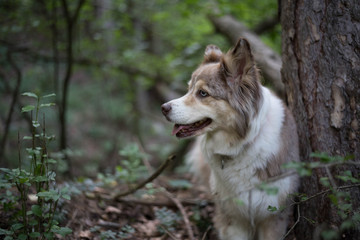 Australian Shepherd aufmerksam im Wald