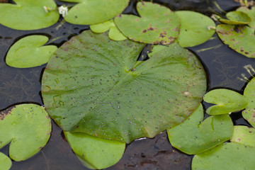 Lily Pad