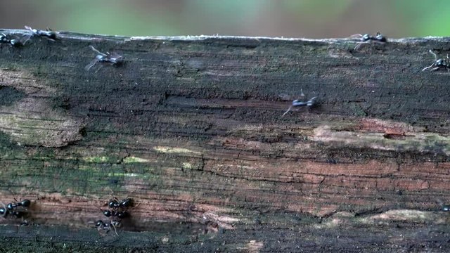 Ants on Way - (4K)