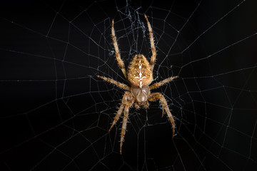 European garden spider