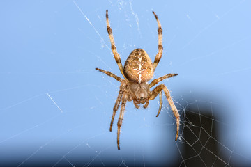 European garden spider