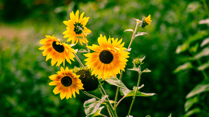 Sunflowers