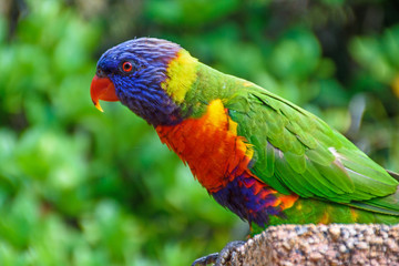 Rainbow Lorikeet