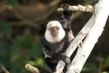 Sagui-de-cara-branca (Callithrix geoffroyi) | White-headed marmoset fotografado em Conceição da Barra, Espírito Santo -  Sudeste do Brasil. Bioma Mata Atlântica.