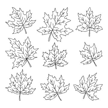 Beautiful set of doodle maple leaves. Isolated sketch. design background greeting cards and invitations to the wedding, birthday, mother s day and other seasonal autumn holidays.