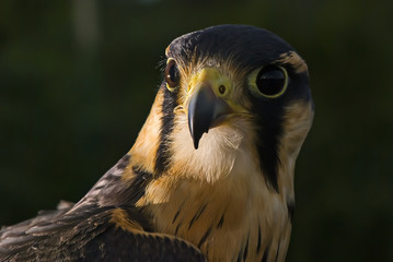 Falcão-peregrino (Falco peregrinus) | Peregrine falcon fotografado em Conceição da Barra,...
