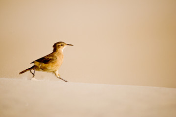 João-de-barro (Furnarius rufus) | Rufous Hornero fotografado em Conceição da Barra, Espírito Santo -  Sudeste do Brasil. Bioma Mata Atlântica.