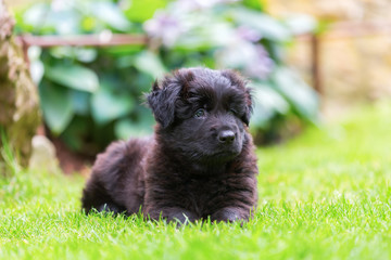 portrait of a cute Old German Shepherd puppy