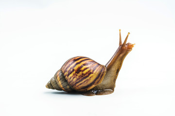 snails on white background