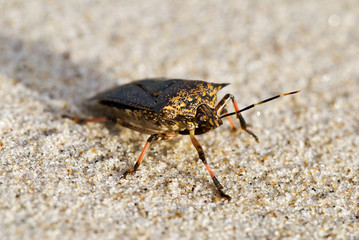 Percevejo (Reduviidae) | Assassin bug fotografado em Conceição da Barra, Espírito Santo -  Sudeste do Brasil. Bioma Mata Atlântica.