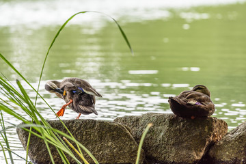 野生のカモ
