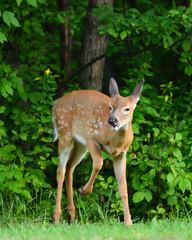 Whitetail deer fawn with open mouth pawing the grass