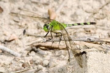 Libélula-verde (Erythemis vesiculosa) | Great pondhawk fotografado em Conceição da Barra, Espírito Santo -  Sudeste do Brasil. Bioma Mata Atlântica.