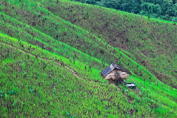 Rice field of hill tribe on mountain in Thailand © trahcus