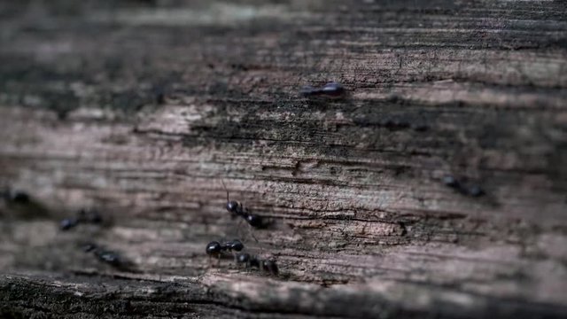 Ants on Way - (4K)