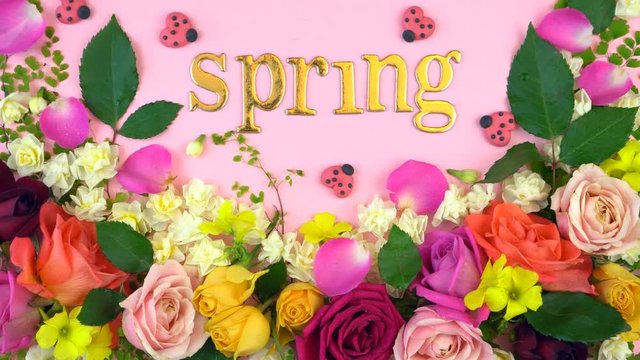 4k Springtime overhead flat lay display of fresh roses and jonquil buds on pink wood table backgound, spelling the words, Spring, in gold letters, zoom in.