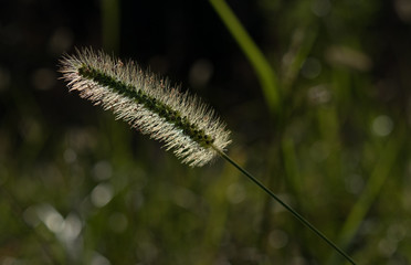 Fountaingrass closeup