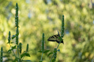 Swallowtail butterfly closeup, on flower with white bloom