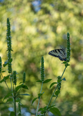 Swallowtail butterfly closeup, on flower with white bloom