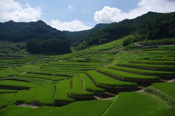 鬼木棚田の夏風景　長崎県の棚田