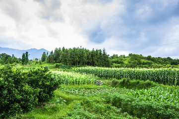 Obraz premium The countryside and mountains scenery in summer 