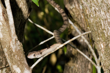 Cobra-cipó (Leptophis ahaetulla) | Parrot Snake fotografado em Conceição da Barra, Espírito Santo -  Sudeste do Brasil. Bioma Mata Atlântica.
