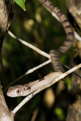 Cobra-cipó (Leptophis ahaetulla) | Parrot Snake fotografado em Conceição da Barra, Espírito Santo -  Sudeste do Brasil. Bioma Mata Atlântica.