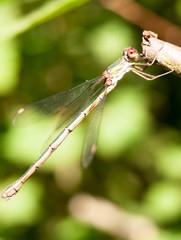 close up macro of willow emerald damselfly Chalcolestes viridis