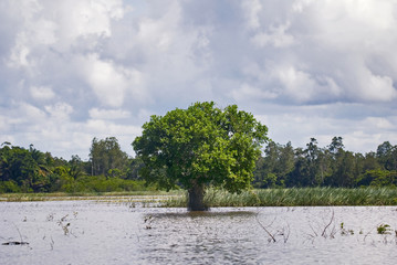 Árvore no alagado (Paisagem) | Tree in flood fotografado em Conceição da Barra, Espírito Santo -  Sudeste do Brasil. Bioma Mata Atlântica.