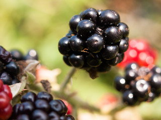 close up of ripe blackberries macro Rubus fruticosus