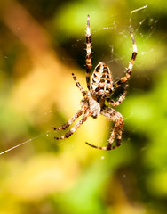 close up garden spider hanging on web Araneus diadematus