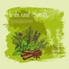 Vector poster of thyme spice, basil, rosemary herb