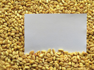 Closeup of White tag on Heap of raw wheat Background
