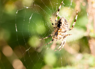 close up garden spider hanging on web Araneus diadematus