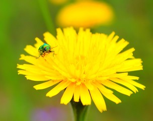 Bright beautiful flower in the forest in the field beetle