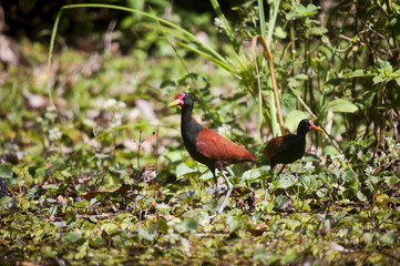 Jaçanã (Jacana jacana) | Wattled Jacana fotografado em Cariacica, Espírito Santo -  Sudeste do Brasil. Bioma Mata Atlântica. 