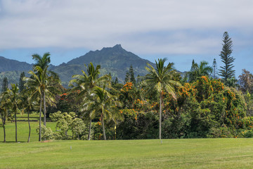 Partial view of the golf course, with palm trees, orange bush and mountains in the background, at  Kukuiolono Park and Golf Course, in Kalaheo, Kauai - 169766904