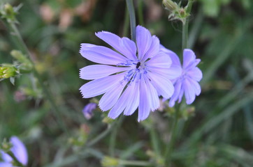 Common chicory endive flower Cichorium intybus close up