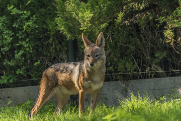 Jackal with green grass background and sun