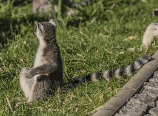Fototapeta premium Lemur with striped tail in sunny evening