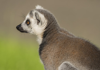 Fototapeta premium Lemur with striped tail in sunny evening