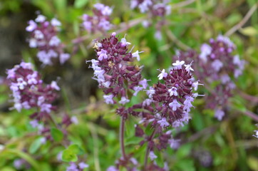 Obraz premium Thymus serpyllum wild breckland thyme flowers close up 