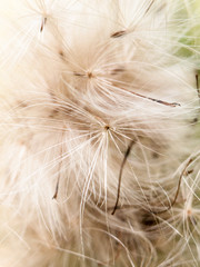 close up detail furry fluffy white milk thistle strands background